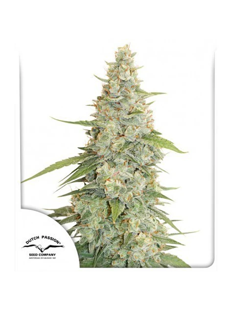 Meringue Fem -Dutch Passion X3+1 2