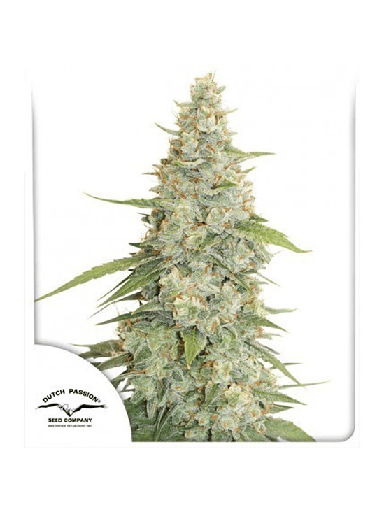 Meringue Fem -Dutch Passion (X3/X3+1) 2