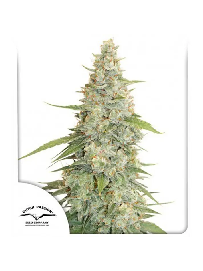 Meringue Fem -Dutch Passion X3+1 2