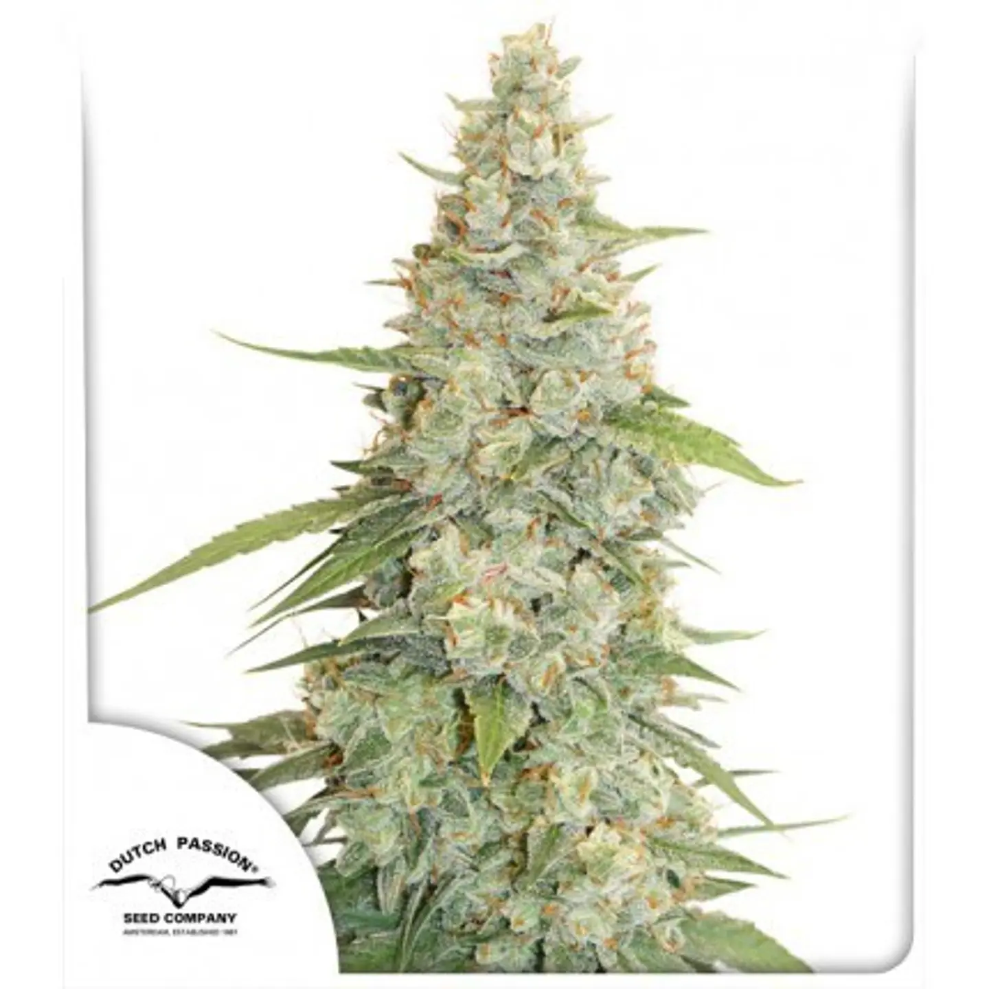 Meringue Fem -Dutch Passion X3+1 2