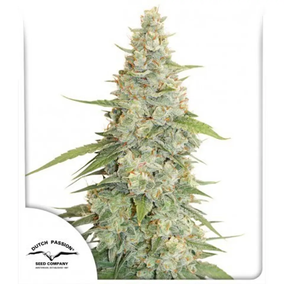 Meringue Fem -Dutch Passion X3+1 2