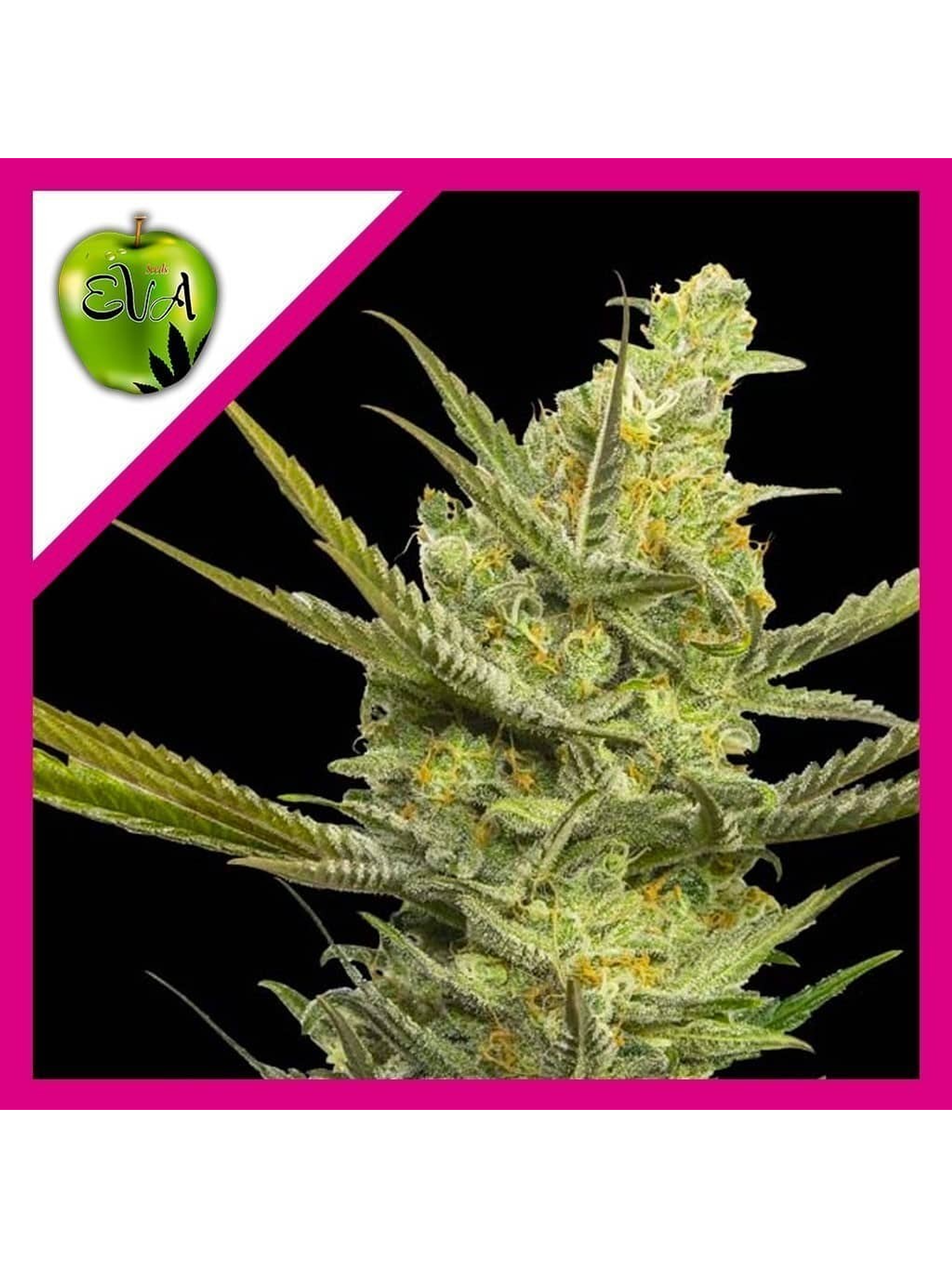 Gipsy Haze Fem -Eva Seeds (X3/X3+1) 2