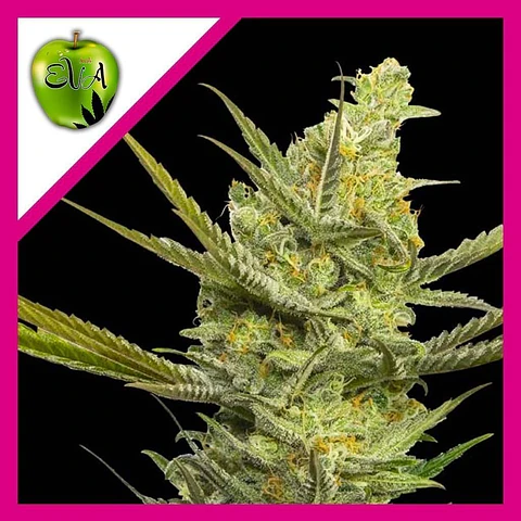 Gipsy Haze Fem -Eva Seeds (X3/X3+1)