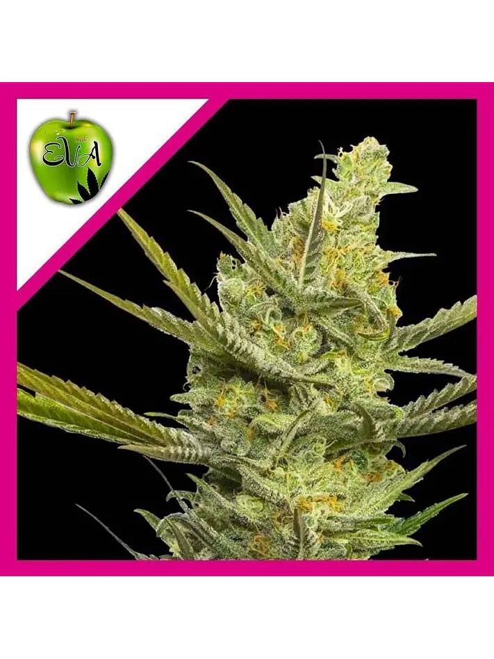 Gipsy Haze Fem -Eva Seeds (X3/X3+1) 2