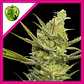 Gipsy Haze Fem -Eva Seeds (X3/X3+1) - Miniatura 2
