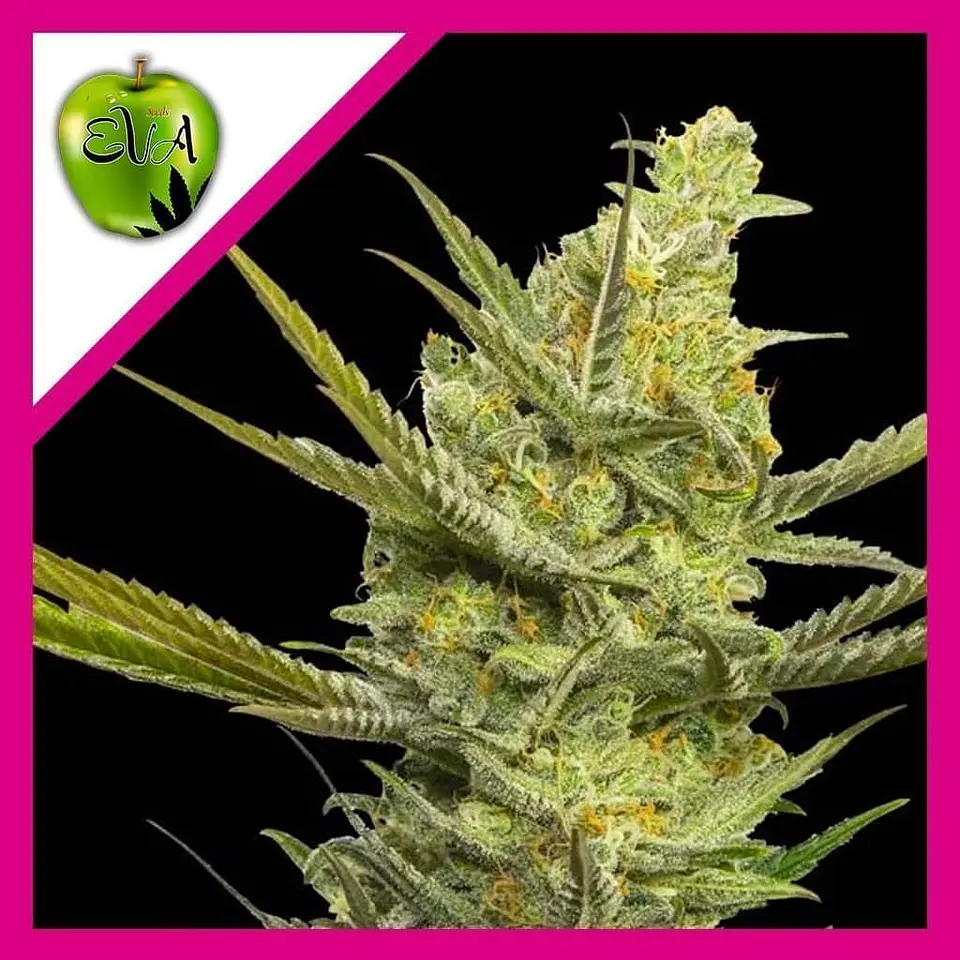Gipsy Haze Fem -Eva Seeds (X3/X3+1) 2