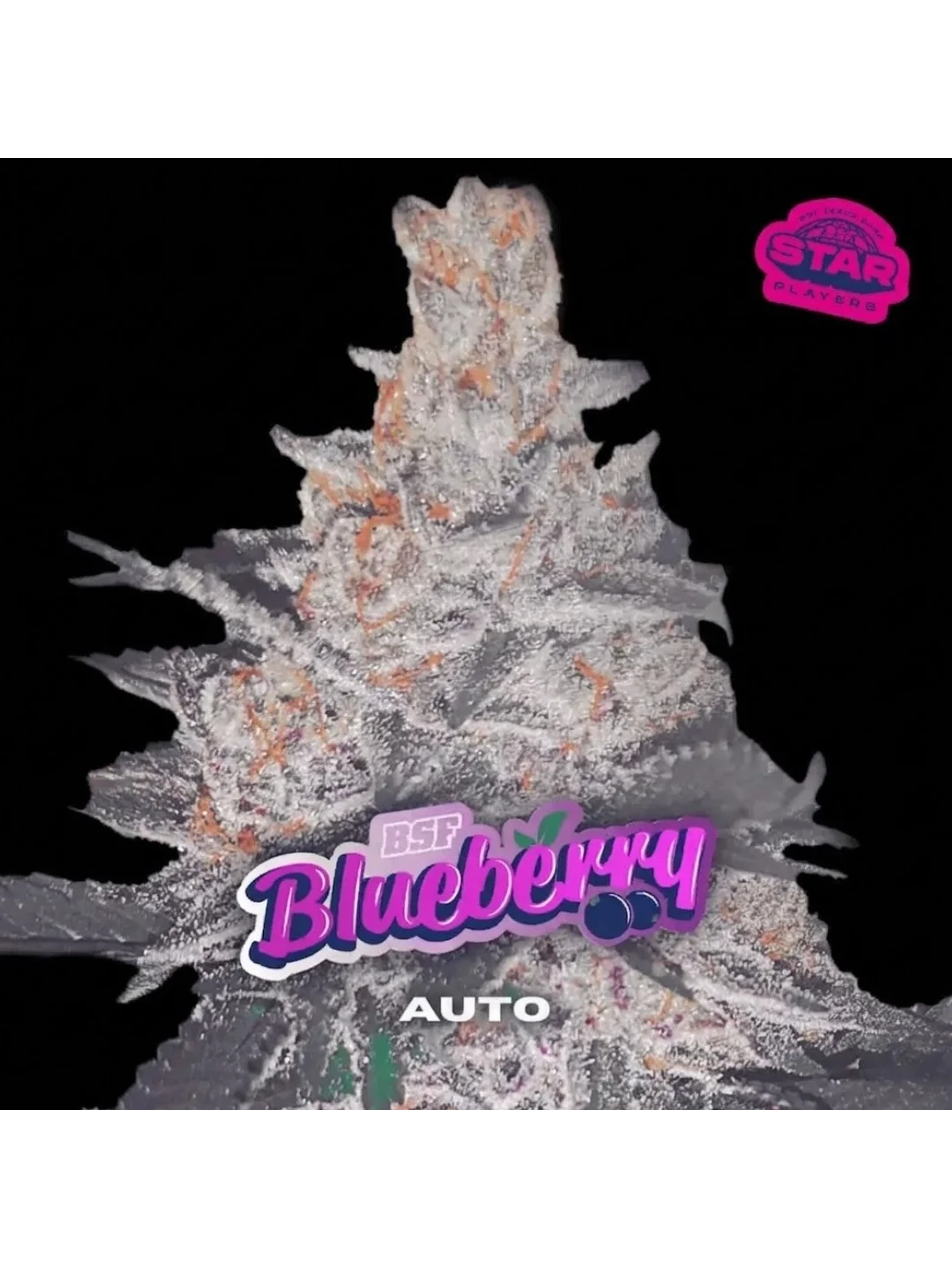 BLUE BERRY AUTO X100 -BSF 1