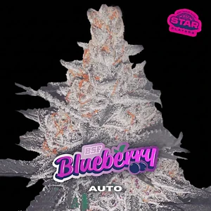 BLUE BERRY AUTO X100 -BSF