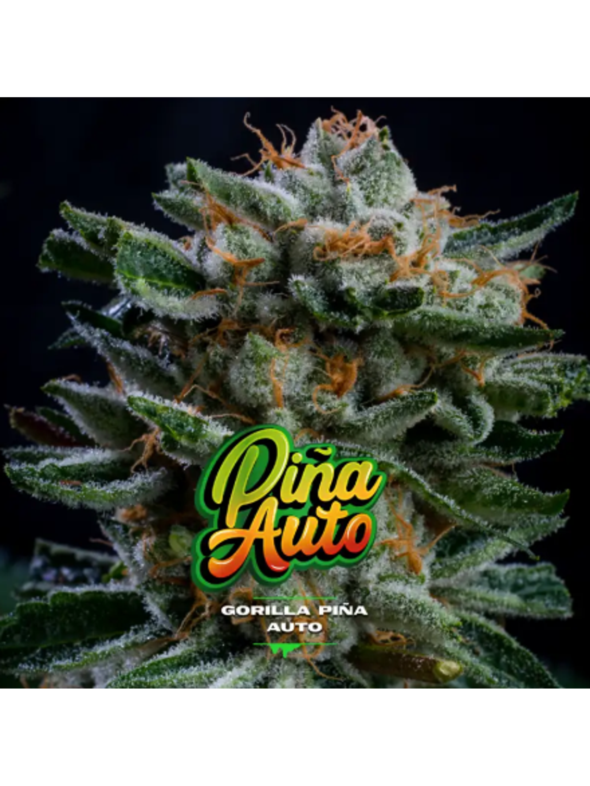 GORILLA PIÑA AUTO X100-BSF 1