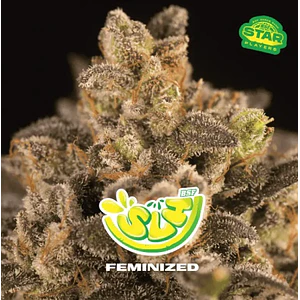 SUPER LEMON HAZE FEM X100 -BSF