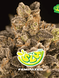 SUPER LEMON HAZE FEM X100 -BSF - Miniatura 1