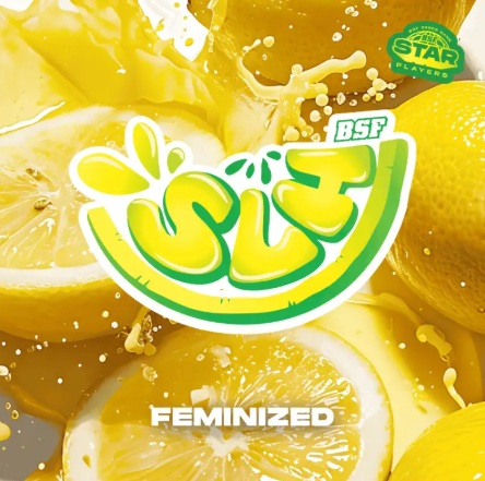 SUPER LEMON HAZE FEM X100 -BSF 2