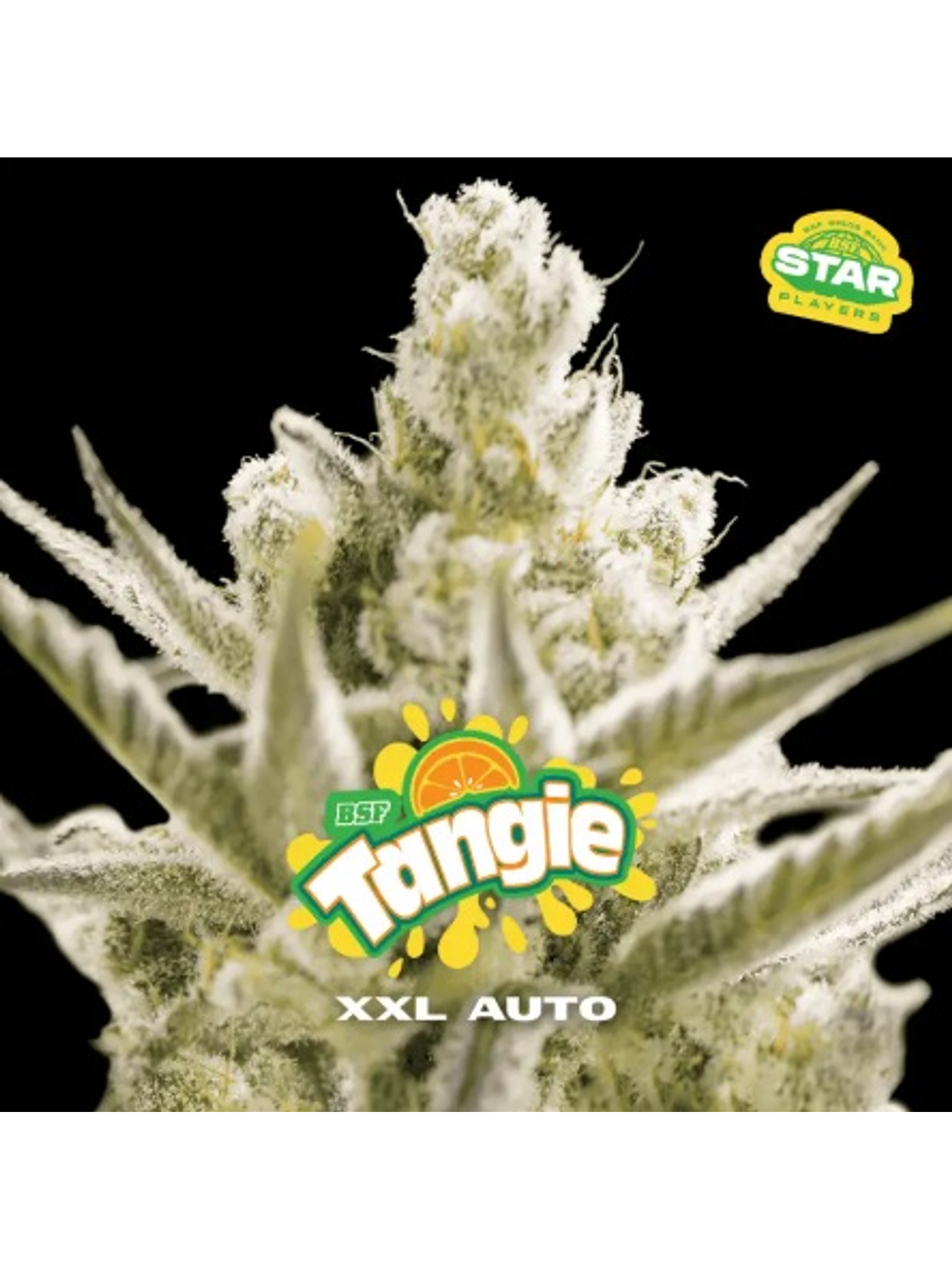 TANGIE XXL  AUTO X100-BSF 1