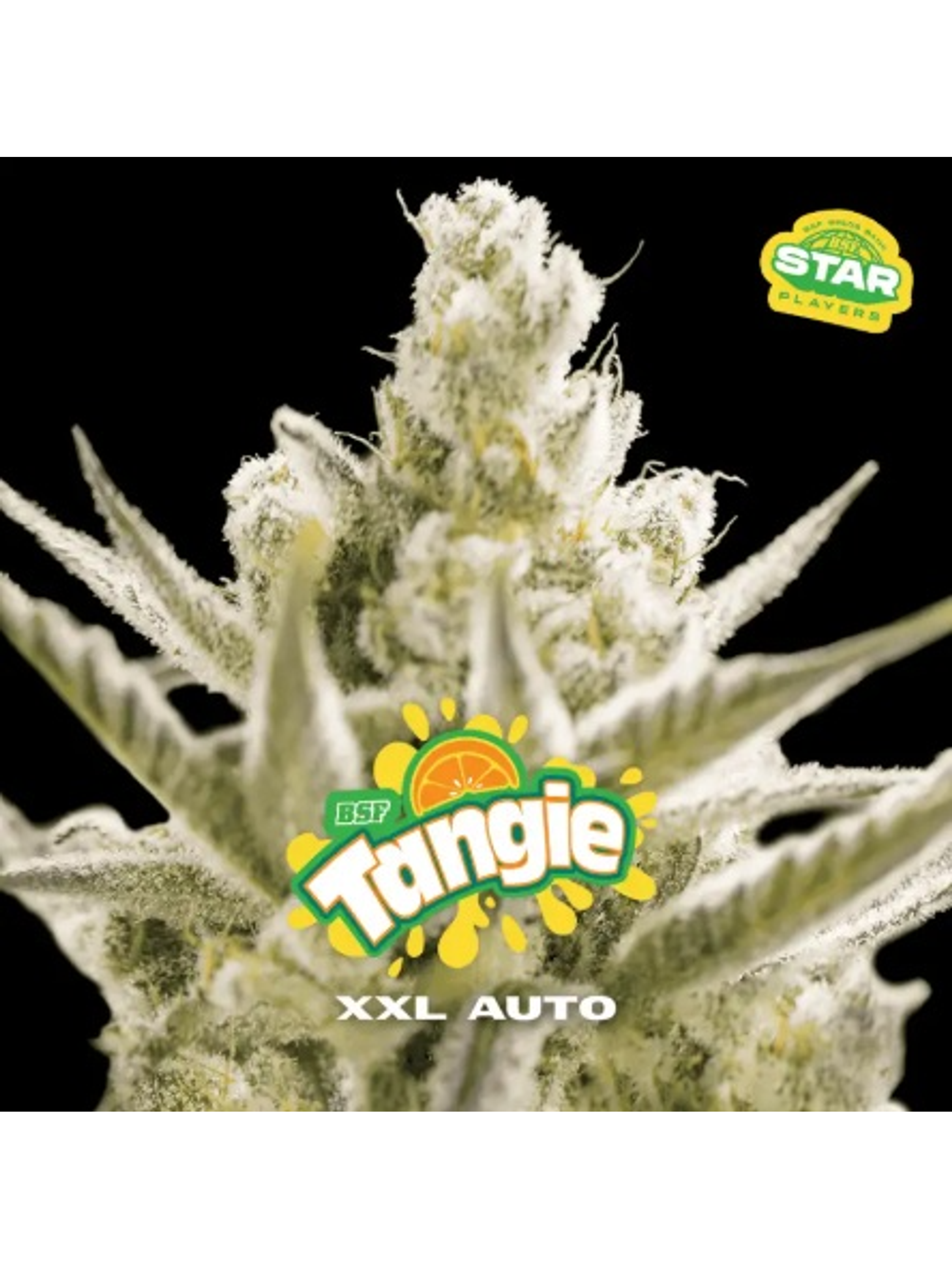 TANGIE XXL  AUTO X100-BSF 1