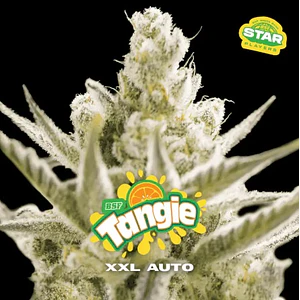 TANGIE XXL  AUTO X100-BSF