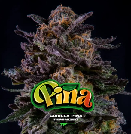 GORILLA PIÑA FEM X100-BSF 1