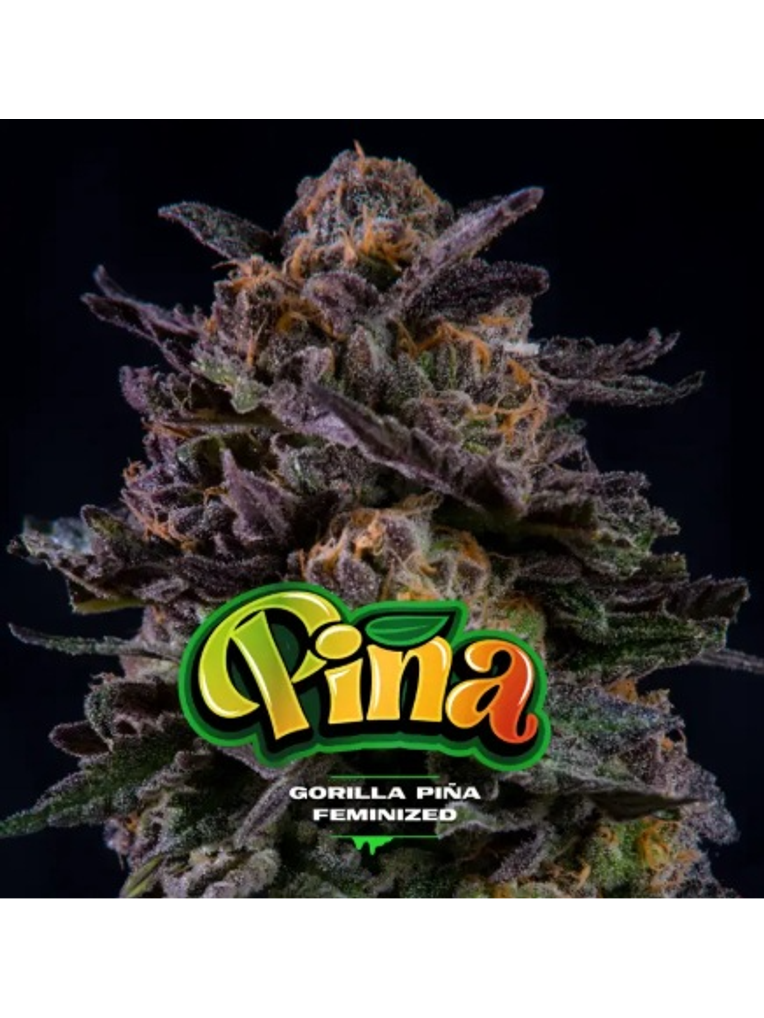 GORILLA PIÑA FEM X100-BSF 1