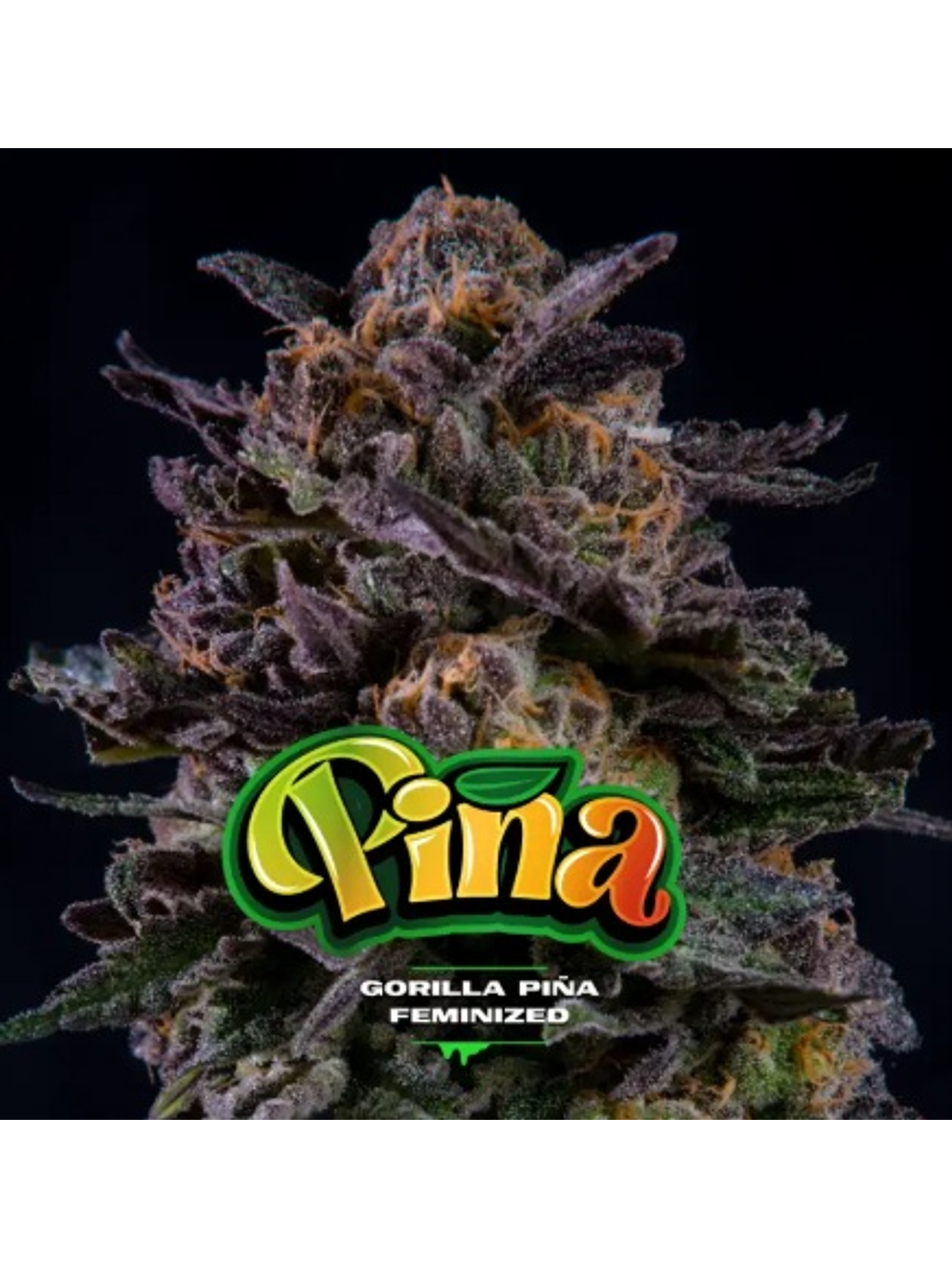 GORILLA PIÑA FEM X100-BSF 1