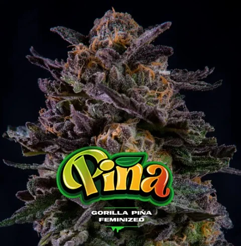 GORILLA PIÑA FEM X100-BSF