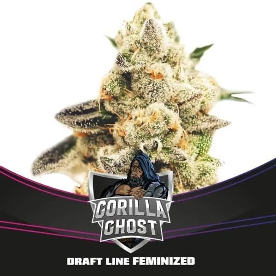 GORILLA GHOST GK FEM  - BSF (X2/X4) 1