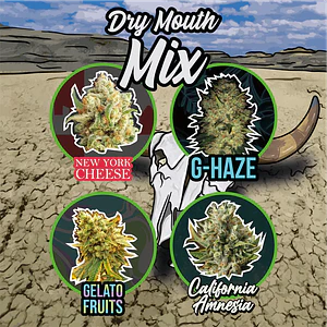 MIX DRY MOUTH LINE AUTO X4- Delirium Seeds