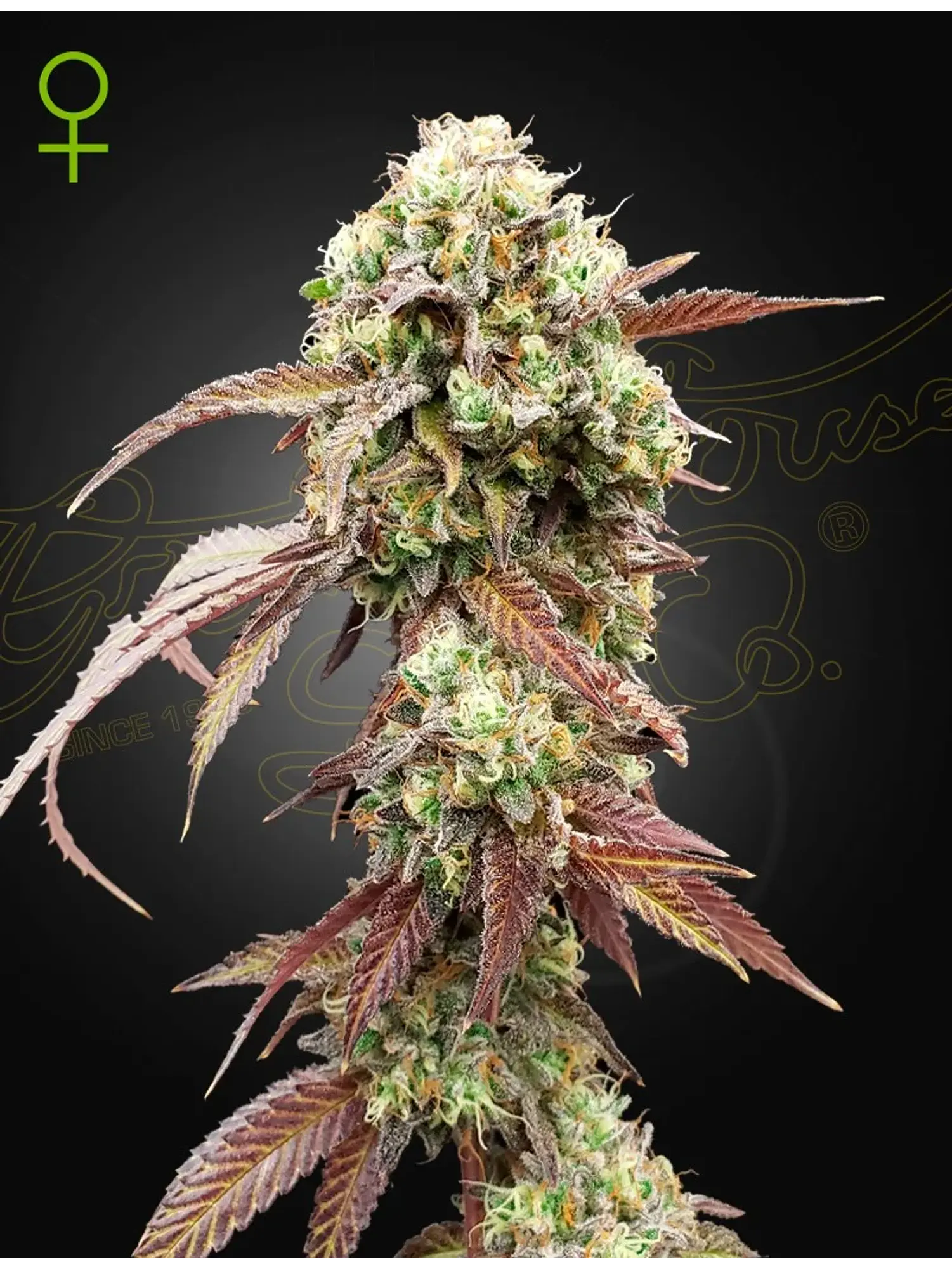 WEST COAST OG X GELATO 41 AUTO X3- Green House 1
