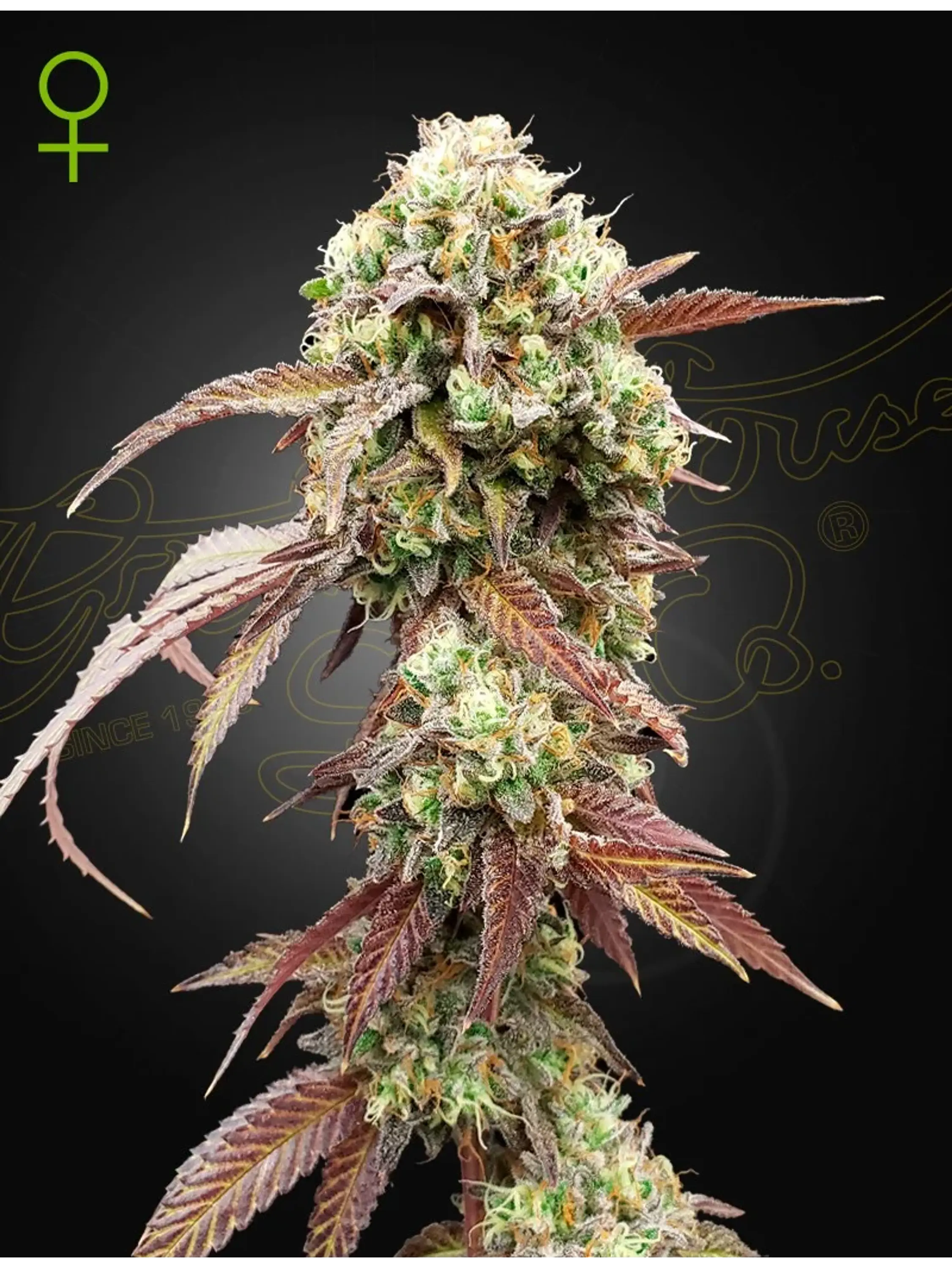 WEST COAST OG X GELATO 41 AUTO X3- Green House 1