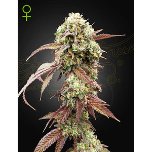 WEST COAST OG X GELATO 41 AUTO X3- Green House