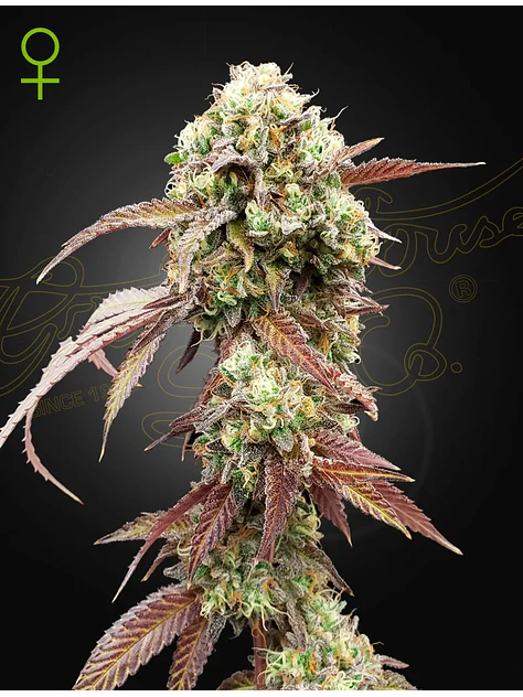 WEST COAST OG X GELATO 41 AUTO X3- Green House 1
