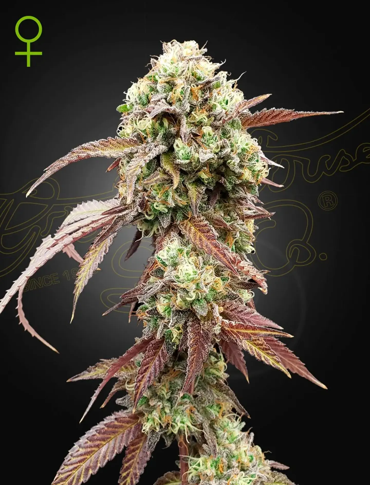 WEST COAST OG X GELATO 41 AUTO X3- Green House 1