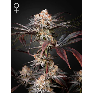 WONDER PIE FEM X3- Green House