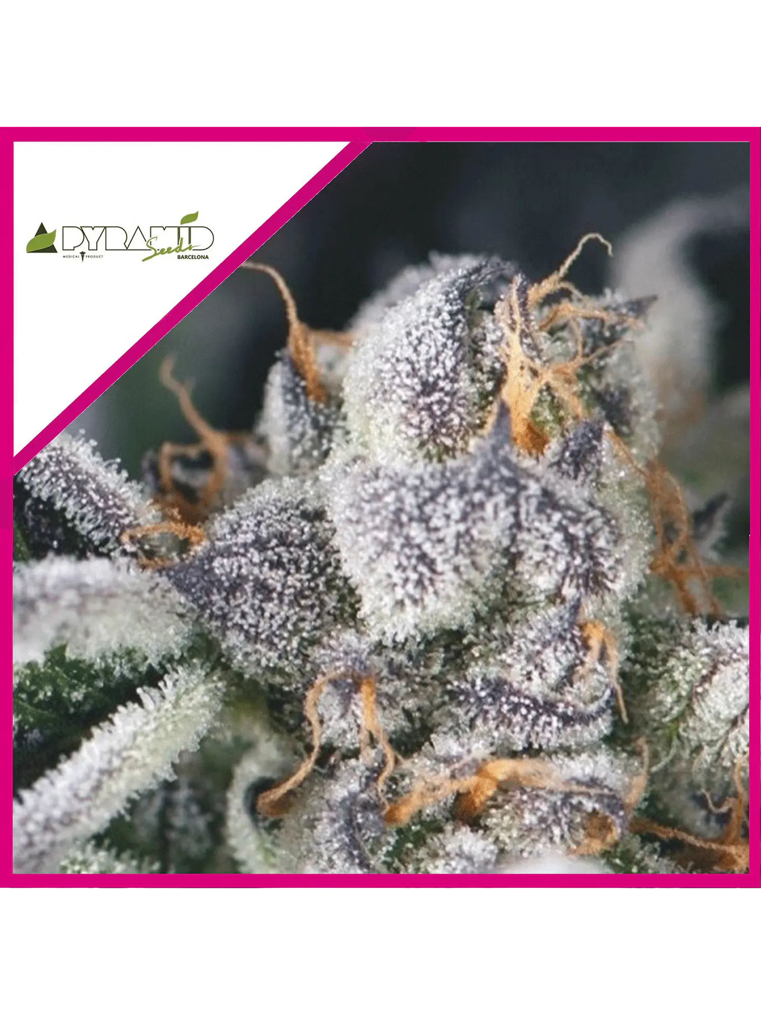 COOKIES USA FEM X3+1-PYRAMID SEEDS 1