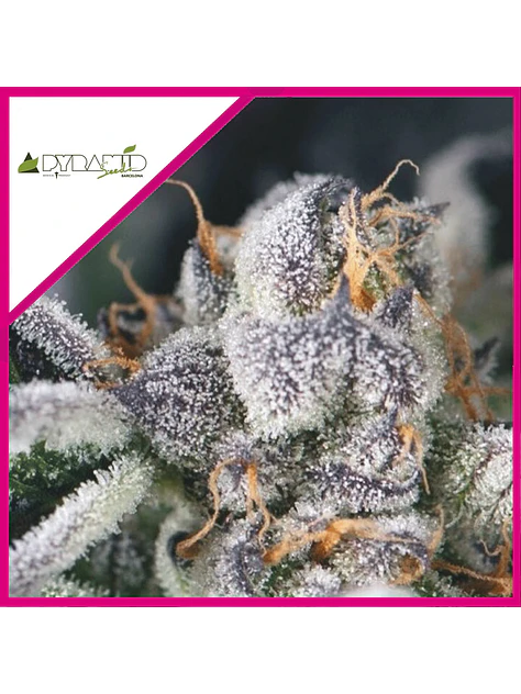 COOKIES USA FEM X3+1-PYRAMID SEEDS 1