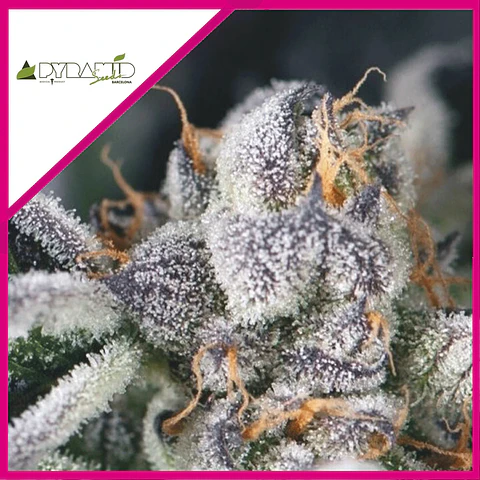 COOKIES USA FEM X3+1-PYRAMID SEEDS