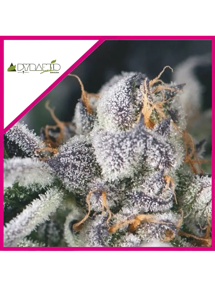 COOKIES USA FEM X3+1-PYRAMID SEEDS 1