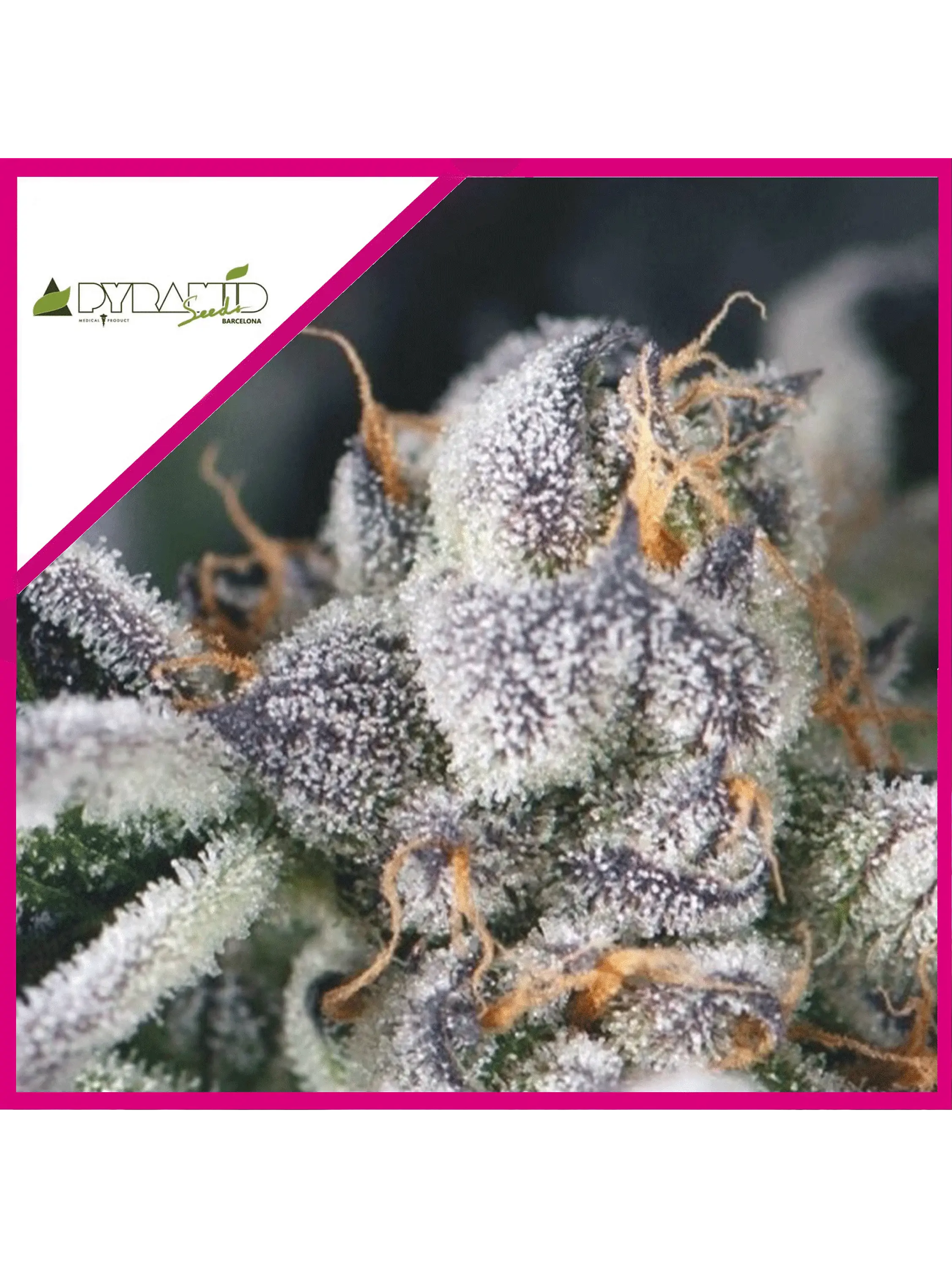 COOKIES USA FEM X3+1-PYRAMID SEEDS 1