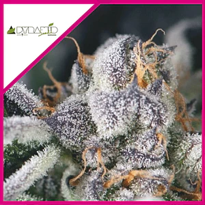 COOKIES USA FEM X3+1-PYRAMID SEEDS