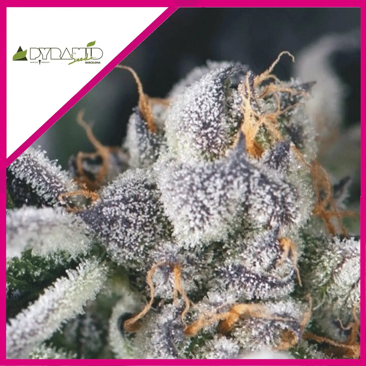 COOKIES USA FEM (X5+2/X3+1)-PYRAMID SEEDS 1