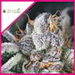 COOKIES USA FEM (X5+2/X3+1)-PYRAMID SEEDS - Miniatura 1