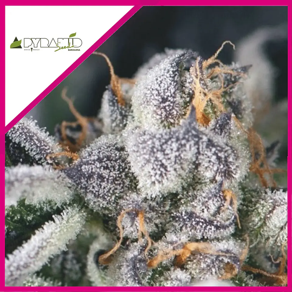 COOKIES USA FEM (X5+2/X3+1)-PYRAMID SEEDS 1
