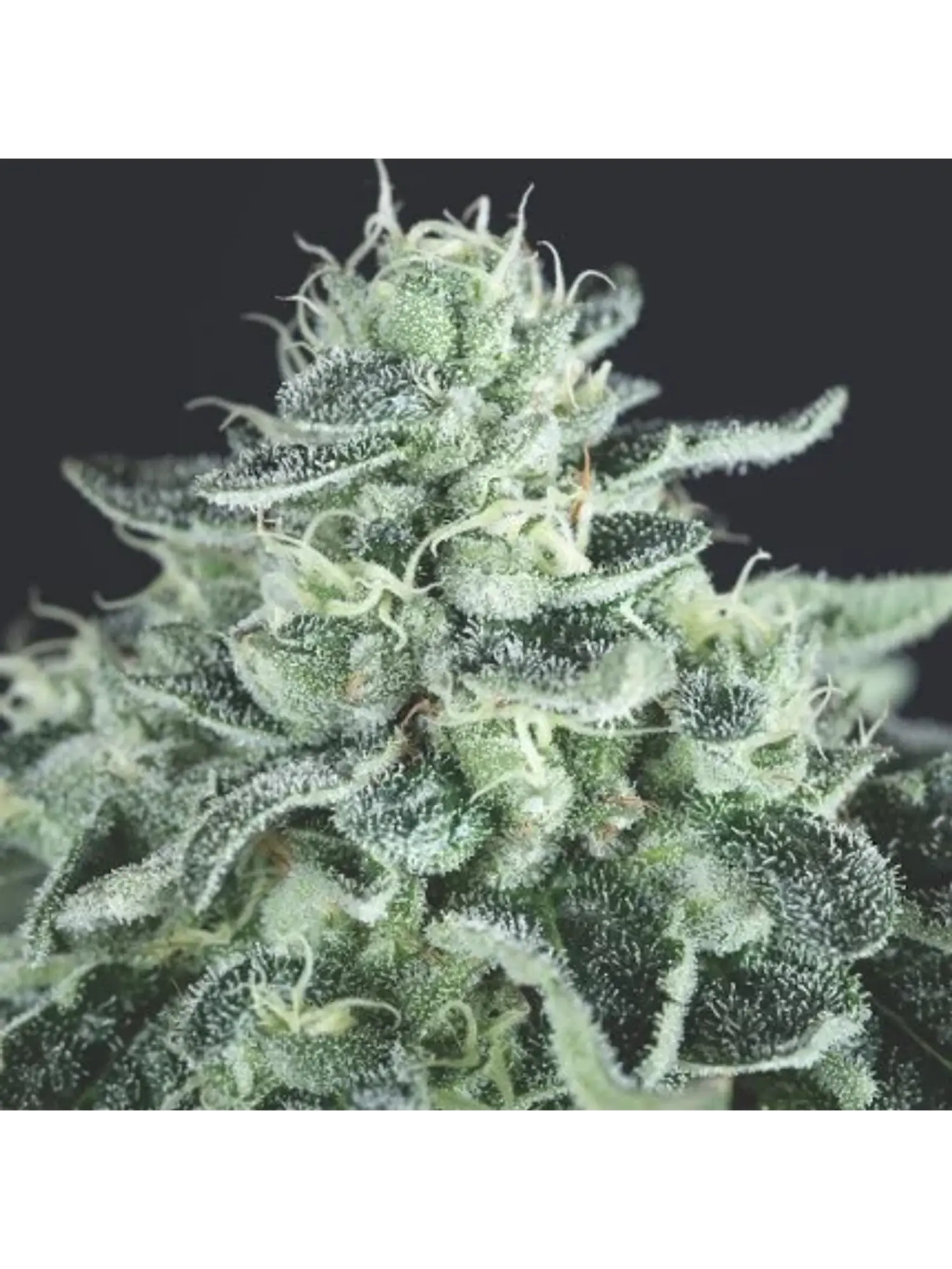 GELATO FEM -PYRAMID SEEDS (X3+1/X5+2) 1