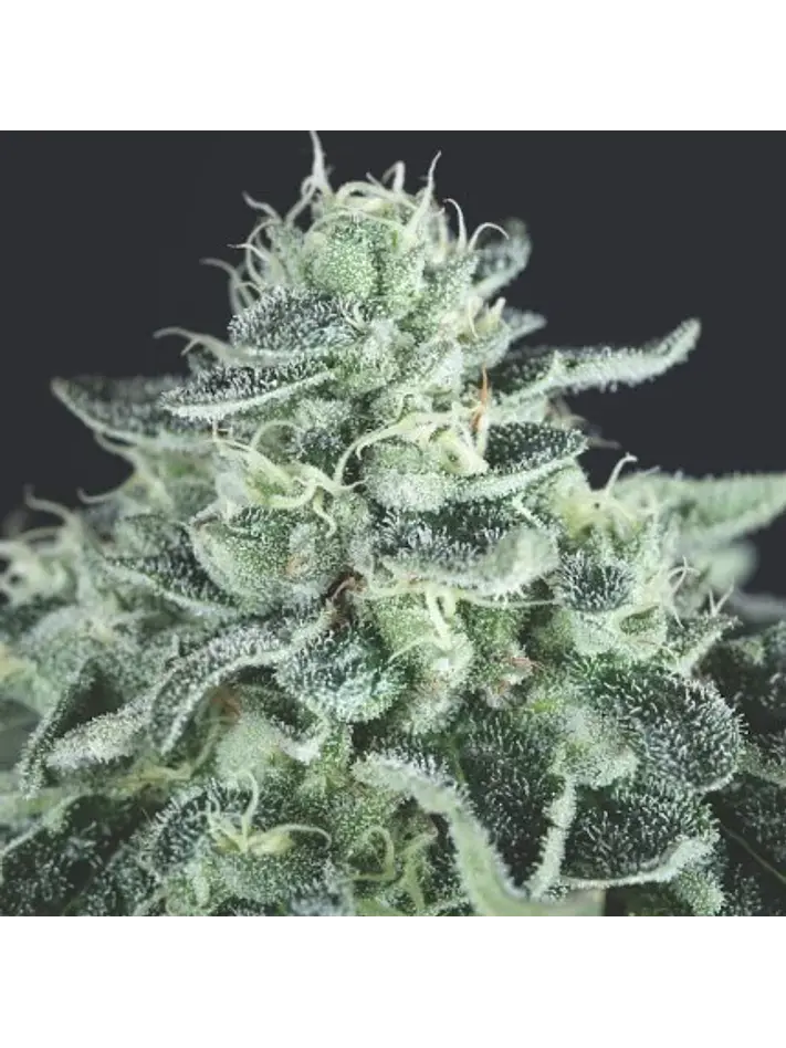 GELATO FEM -PYRAMID SEEDS (X3+1/X5+2) 1