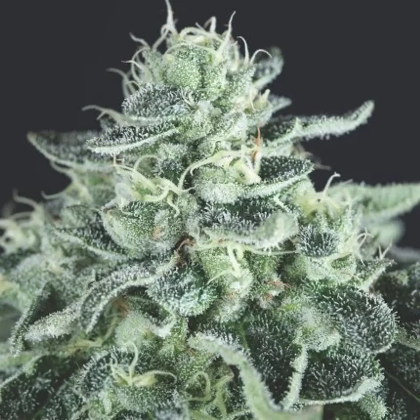 GELATO FEM -PYRAMID SEEDS (X3+1/X5+2) 1