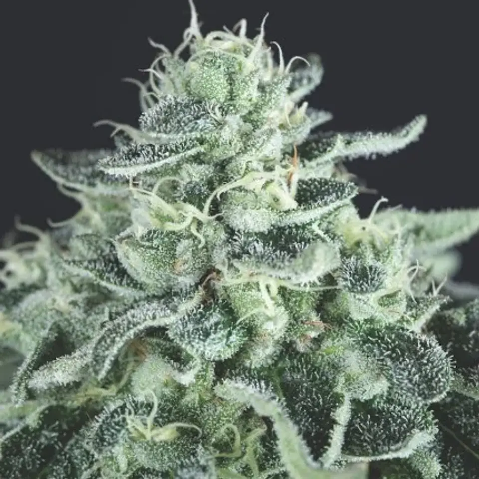 GELATO FEM -PYRAMID SEEDS (X3+1/X5+2) 1