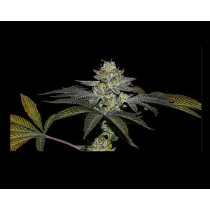 COCO NUTTY X FRUITY PEBBLES OG X3+1-SECRET FILE