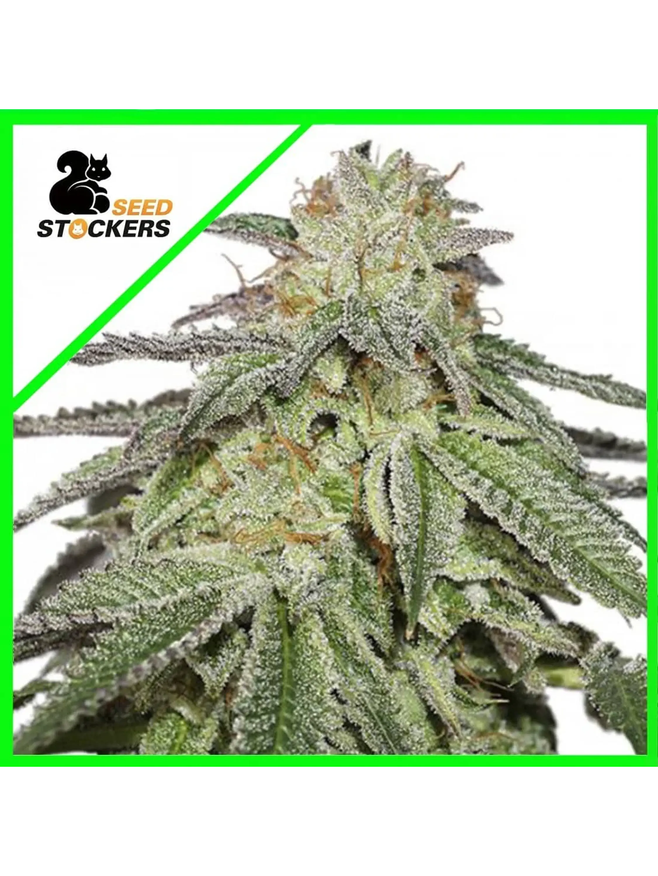 COOKIES AND CREAM  FEM X3-SEEDSTOCKERS 1