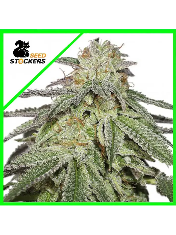COOKIES AND CREAM  FEM X3-SEEDSTOCKERS 1