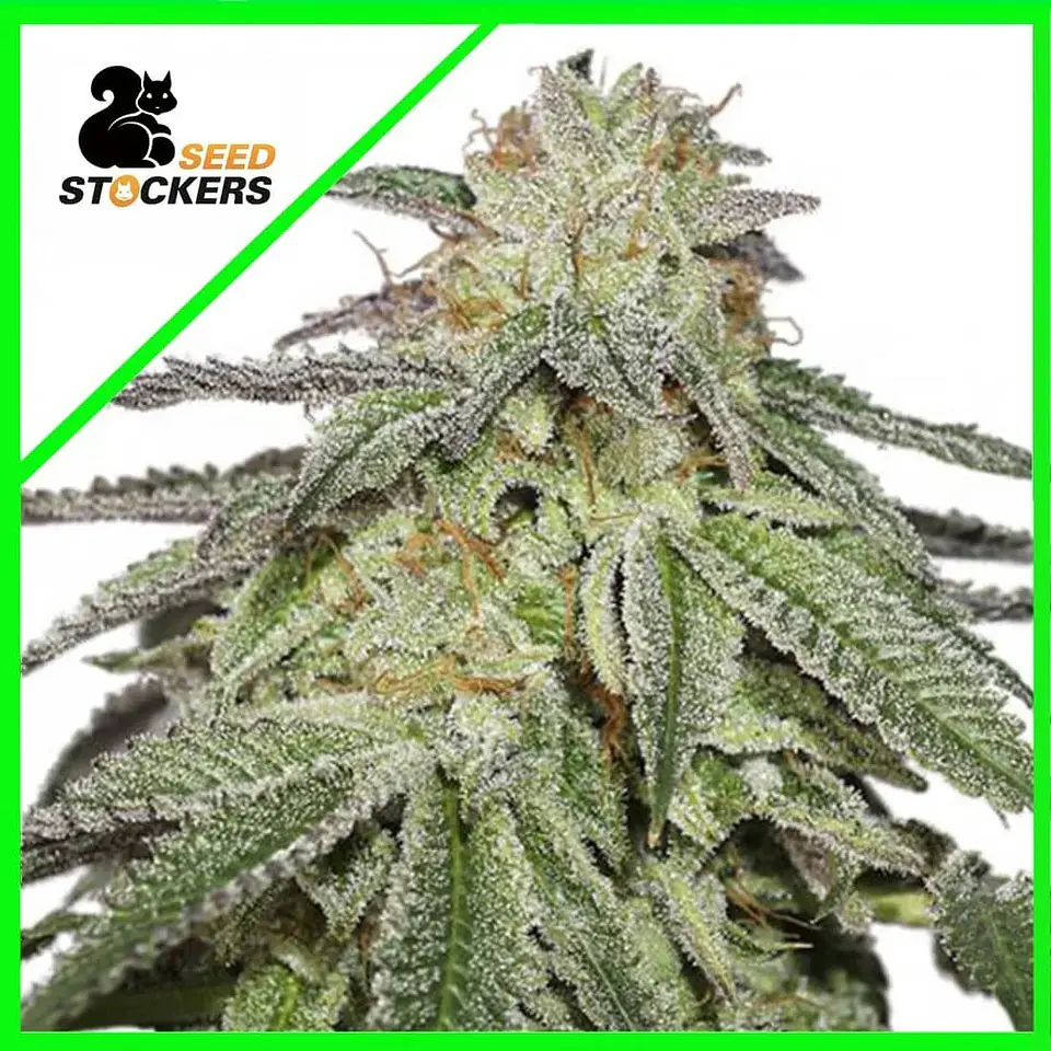 COOKIES AND CREAM  FEM X3-SEEDSTOCKERS 1
