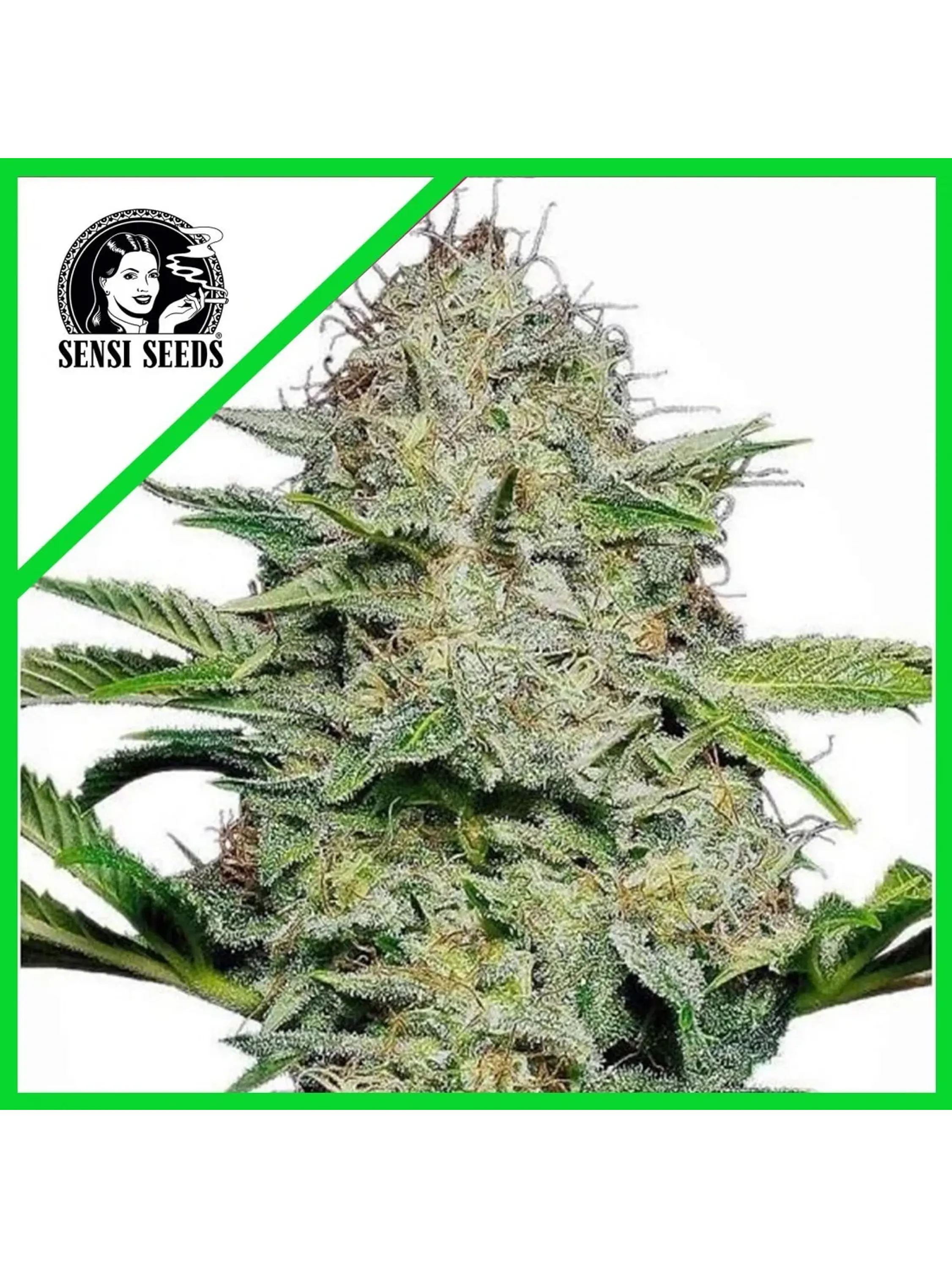 SENSI SKUNK AUTO X3-SENSI SEEDS 1