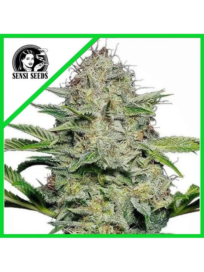SENSI SKUNK AUTO X3-SENSI SEEDS 1